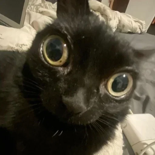 ILoveJinx :: @fStikBot