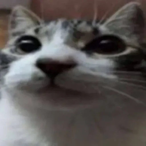 Котики :: @fStikBot