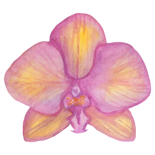 Phalaenopsis orchids @sussserain