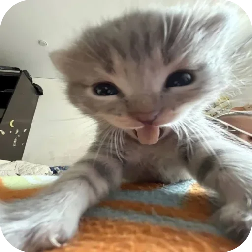 Котики от Vēxîk <3 @vxdtp