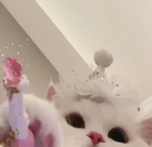 🐱②🐶 ➢ @ppbbemj