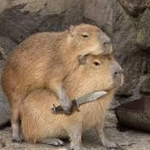 Capybara Are My Life