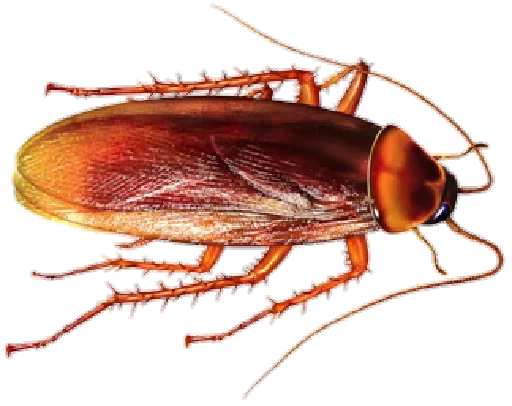 Cockroach