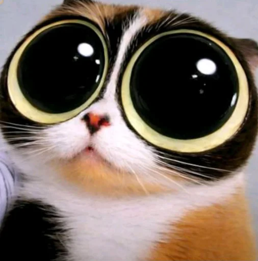 Куки что это блять? by DK