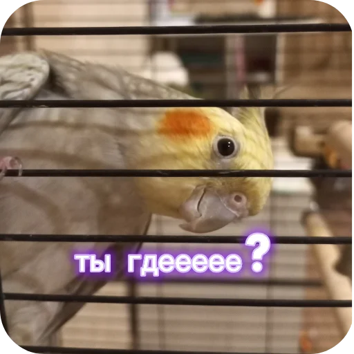 Попугай кока 🌷