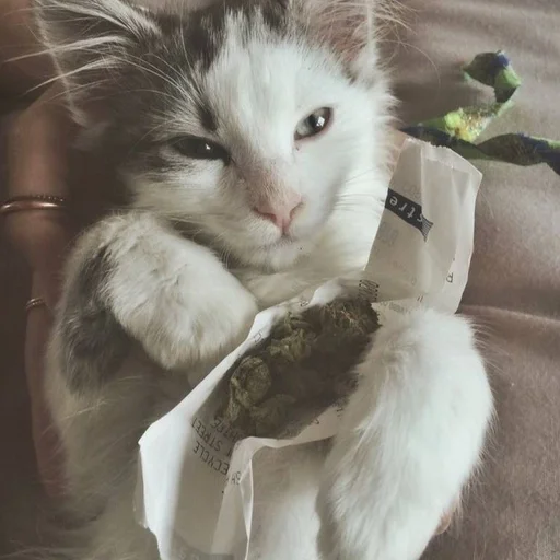 бонго кэтсс🥦🐈🥺 ::