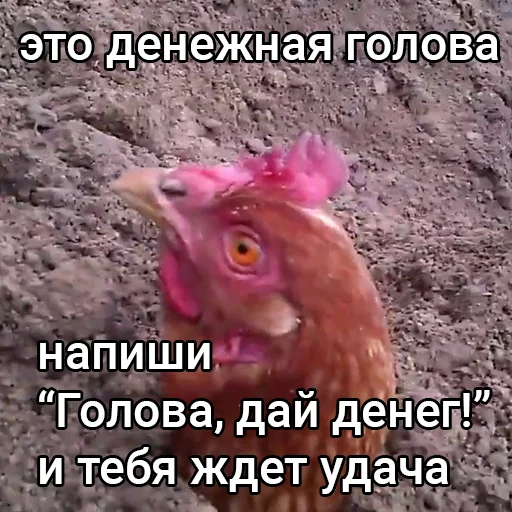 Голова, дай денег!