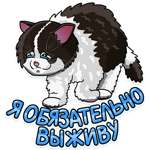 Рабочие котики |