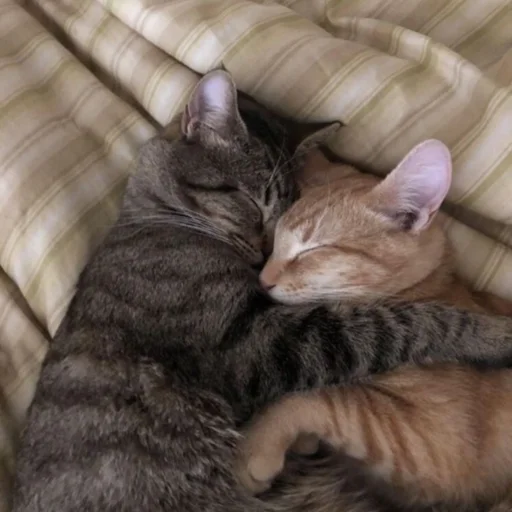 / милые котики