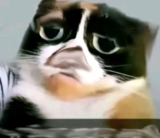 Куки под дозой