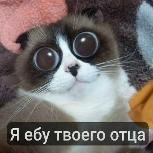еблан ➡️