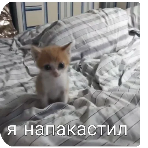 Больше стиков тут: