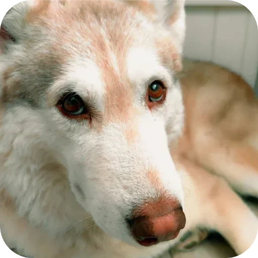 Бублик, Бандит, Коржик, Кекс.