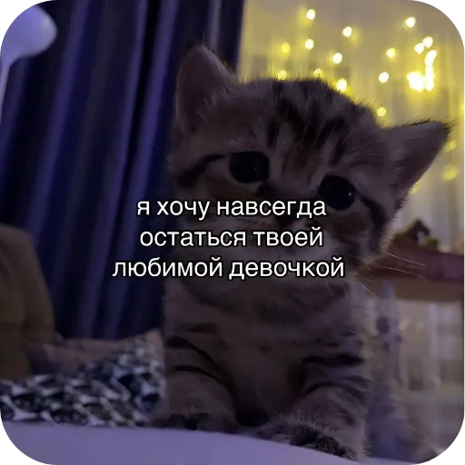 Котики и тянки 🤍