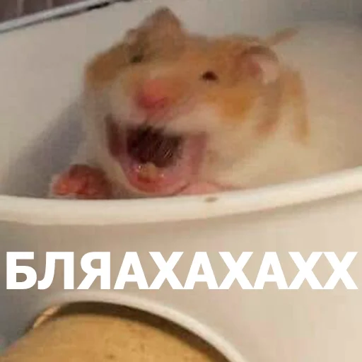 Забавные животные 4 ( )