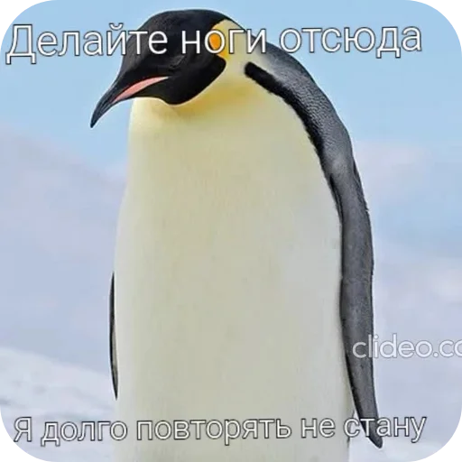 Сомнительные пингвины