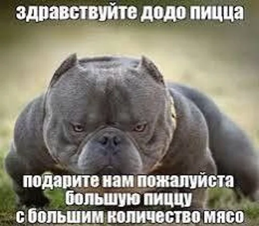 додо пицца ::