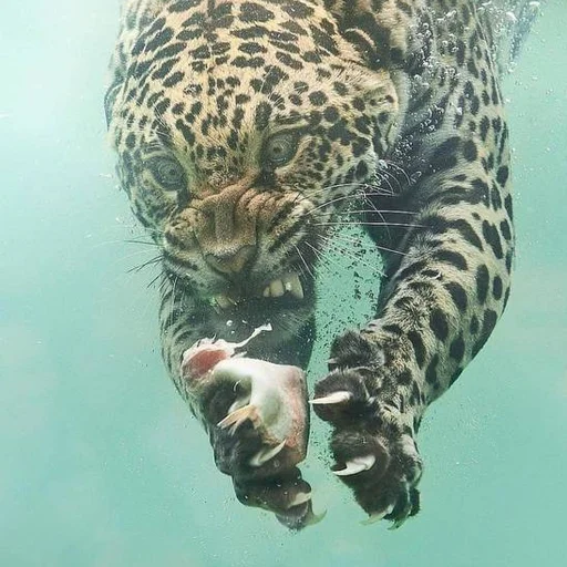 AVENZOO (BY AVENORZ)