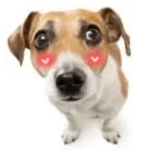 Собаки Хуяки