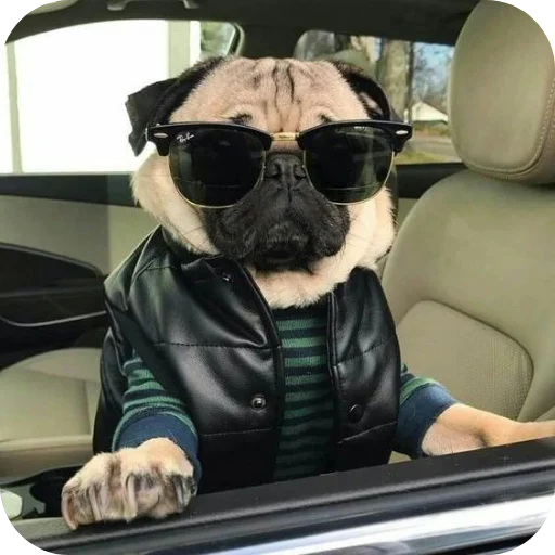 pugs лижут мне ноги лелеле