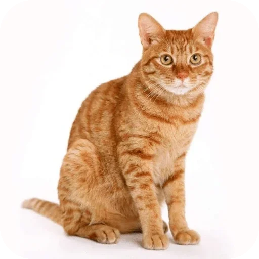 гош и кош от джейна