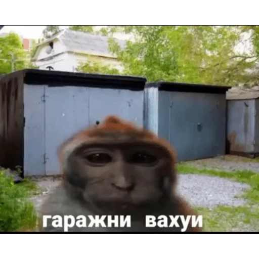 вахуи 🐵 by: