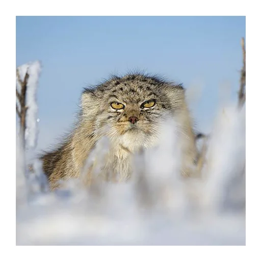 Дикие манулы