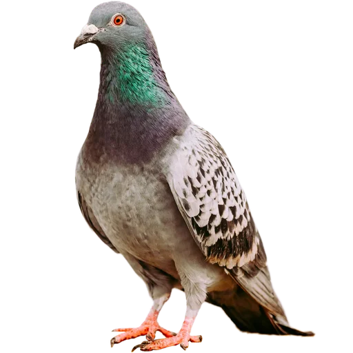 Голуби часть 2