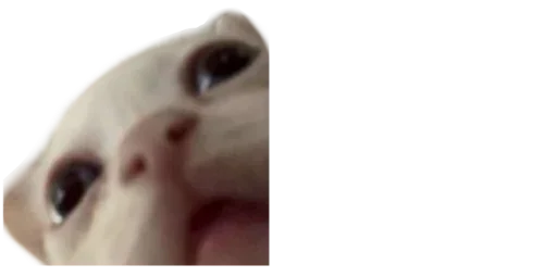 Мікро-Кішки