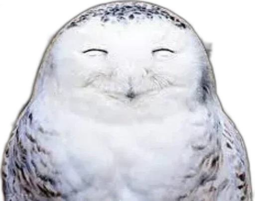 Совиное настроение ::