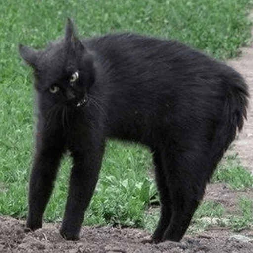 Broken Cats