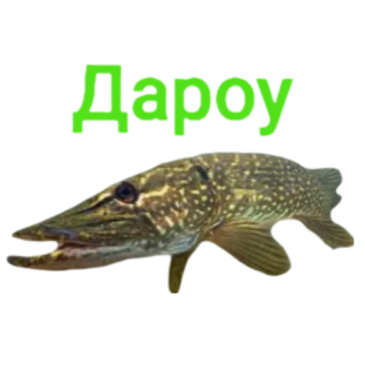 Щука и Окунь