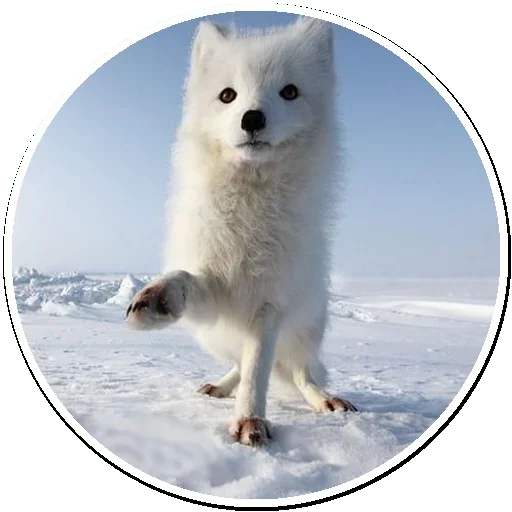 Arctic Fox
