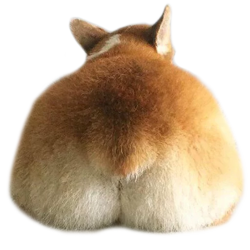 Corguage