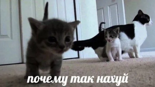котейки ::