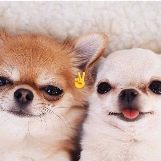 ✌️✌️
