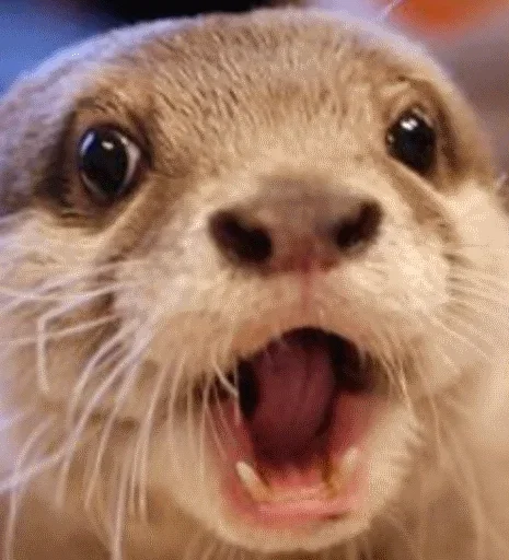 Otter