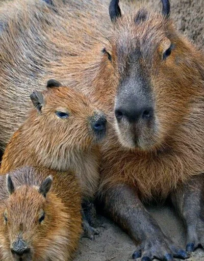 Капибары :: @shirichka :: @fStikBot