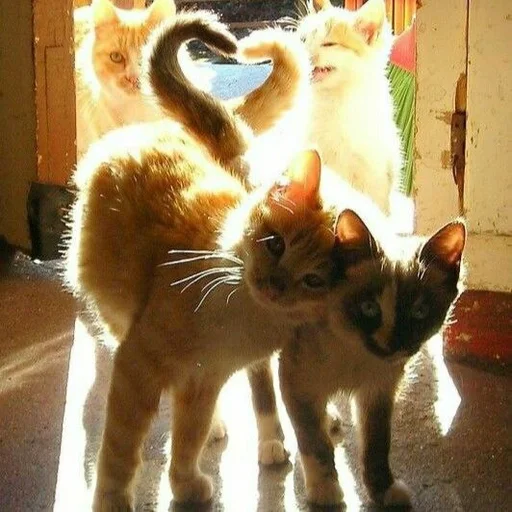 котята :: @fStikBot