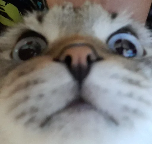 Сэмик кот 🥰