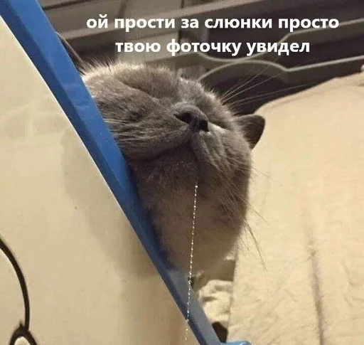 животные кьют :: @fStikBot