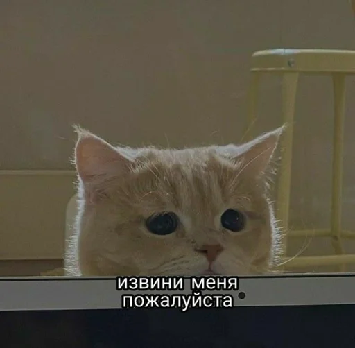 с котиками :: @fStikBot