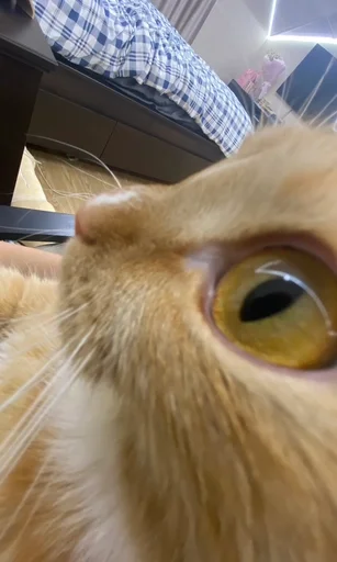 конор на аве, сотка в кармане :: @fStikBot