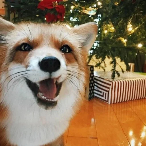 ⋆｡⋆˚🦊Лисички🦊˚⋆｡⋆ :: @fStikBot