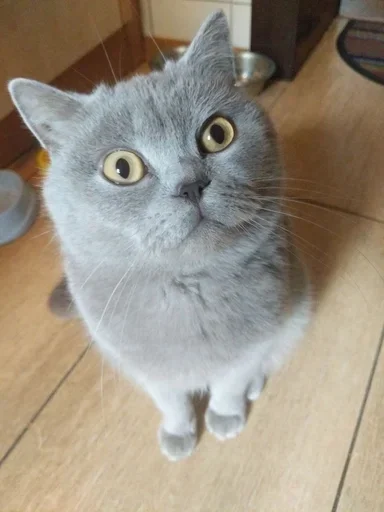 Пучечка :: @fStikBot