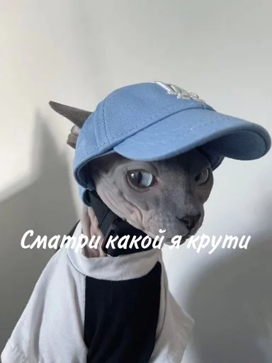 Лыси пон :: @fStikBot